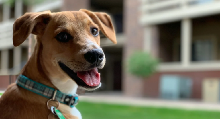 Vet-Approved Remedies for Dog Rashes