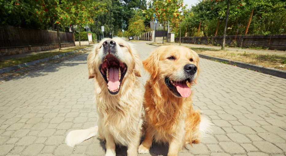 How To Introduce New Dog To Old Dog