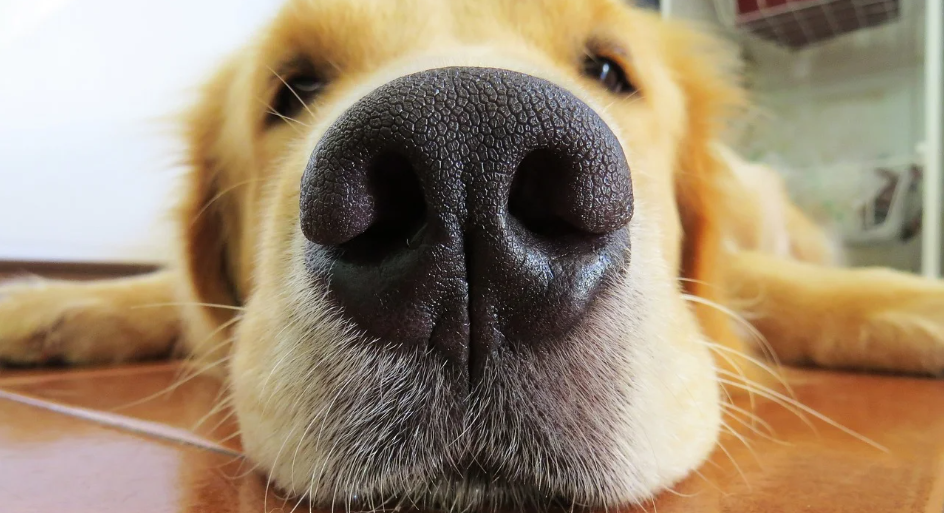 150+ Golden Retriever Captions For Insta