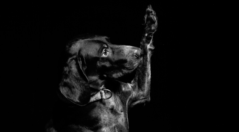 4 Steps to Teach Your Dog to Give You a High-Five