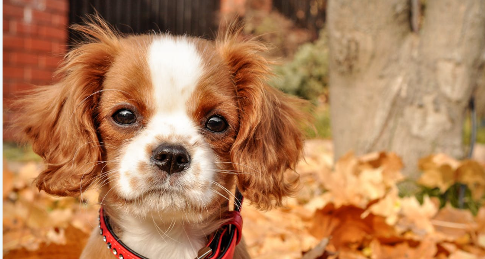 Your Dog Is Shaking?