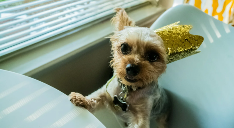 5 Mental Stimulation Toys Your Dog Absolutely Needs