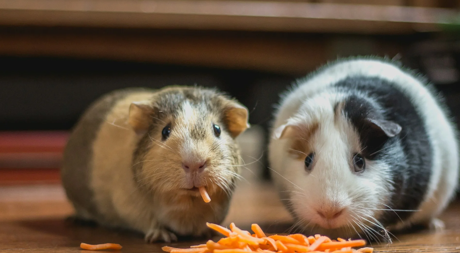 Biggest Mistakes Guinea Pig Owners Make