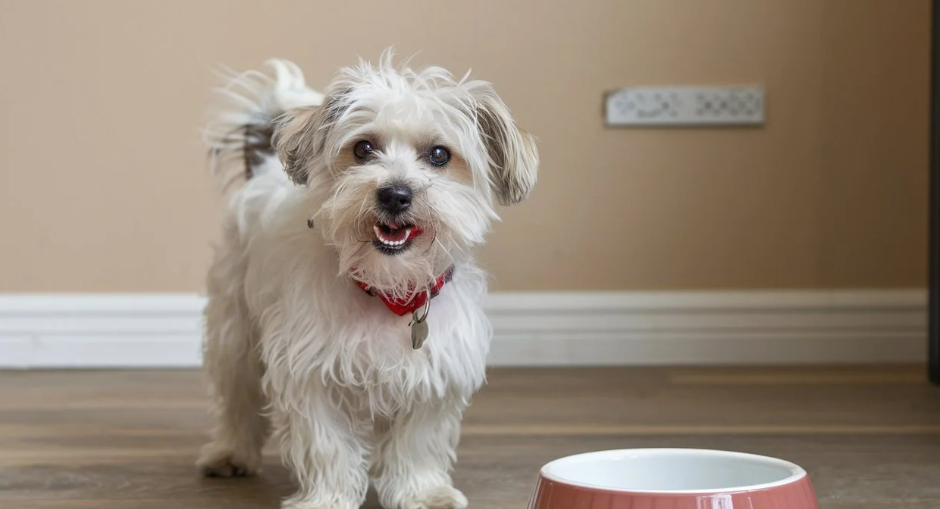 DIY Dog Chew Treats For Your Pup