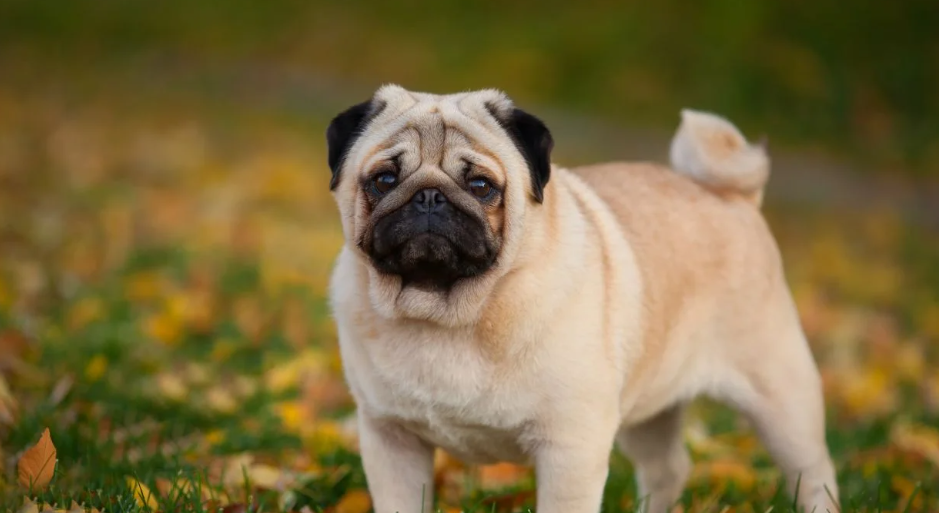12 Training Tips for Pug Owners