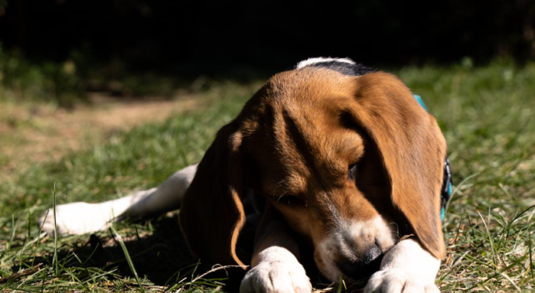 Tips to Remove Pet Odors from Your Home