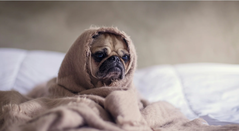 9 Dog Skin Irritation Remedies (DIY!)