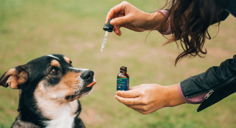 Natural Antibiotics for Dogs