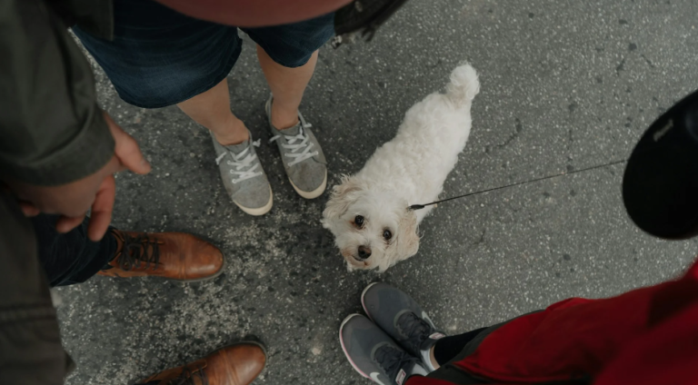 Sneaker Cleaning Hacks Every Dog Owner Needs