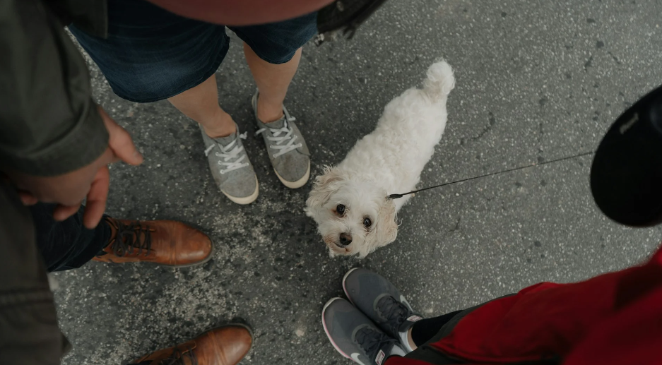 Sneaker Cleaning Hacks Every Dog Owner Needs