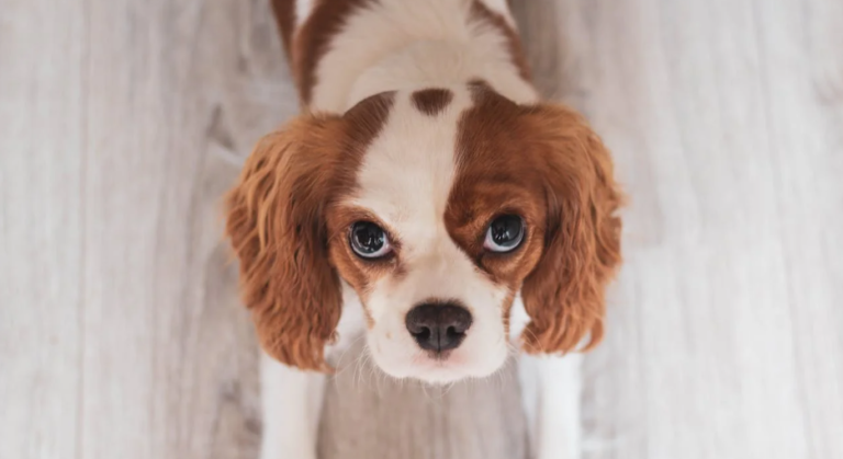 Important Dog Nutrition Tips for First-Time Pup Owners