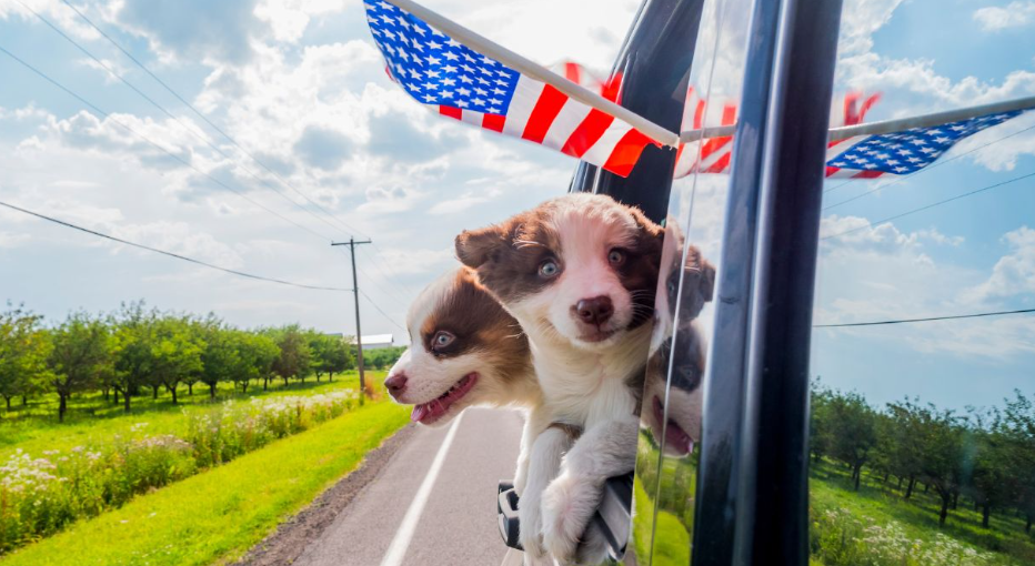 How to Travel with a Small Puppy