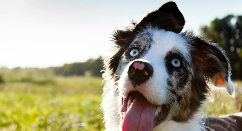 How to Get Rid of Dog Hair (Easy Cleaning Hacks!)