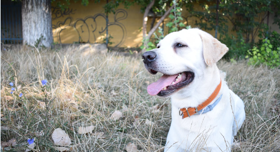 How To Make Your Labrador Smart
