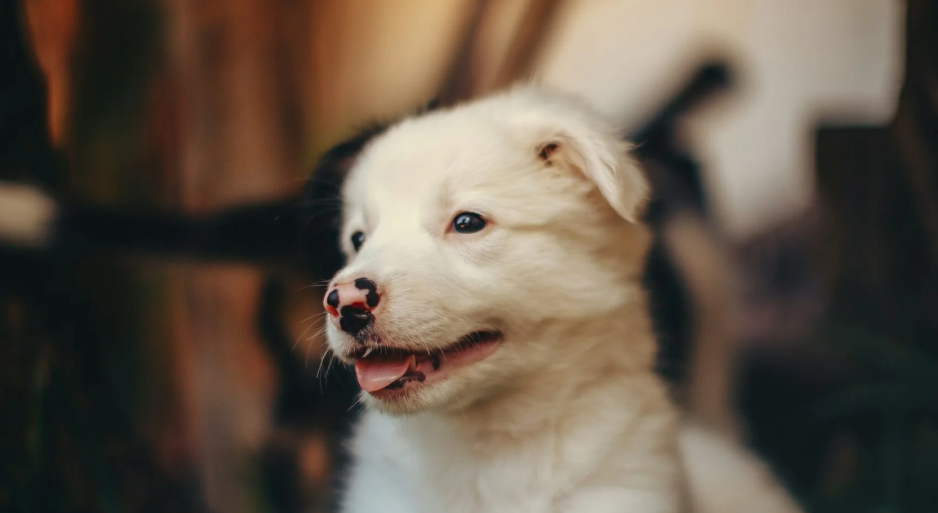 How to Train Your Dog to Be Alone (Without the Meltdowns)