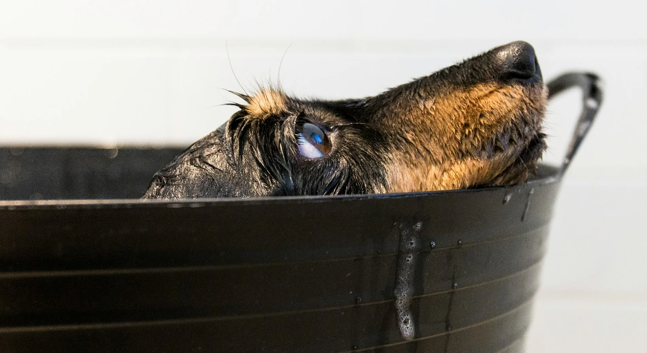 6 Dog Bathing Tips Every Owner Should Know