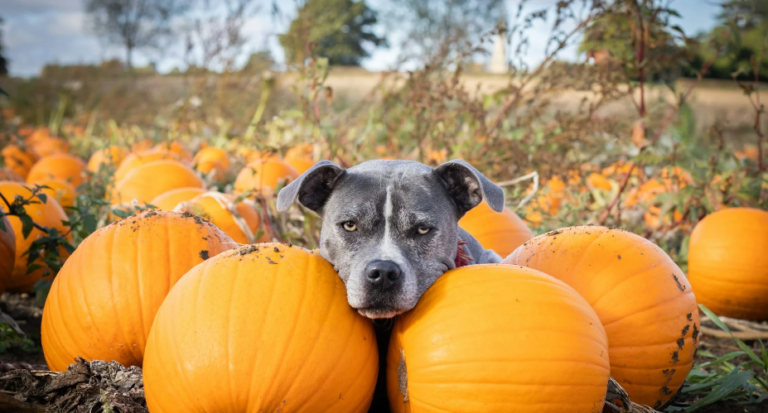 7 Benefits of Homemade Pumpkin Dog Treats