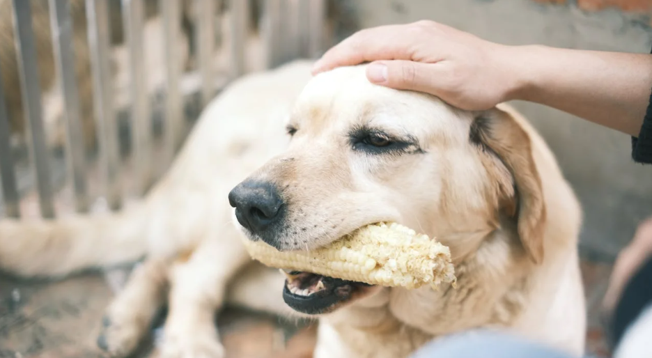 6 DIY Dog Treats That Support Digestion