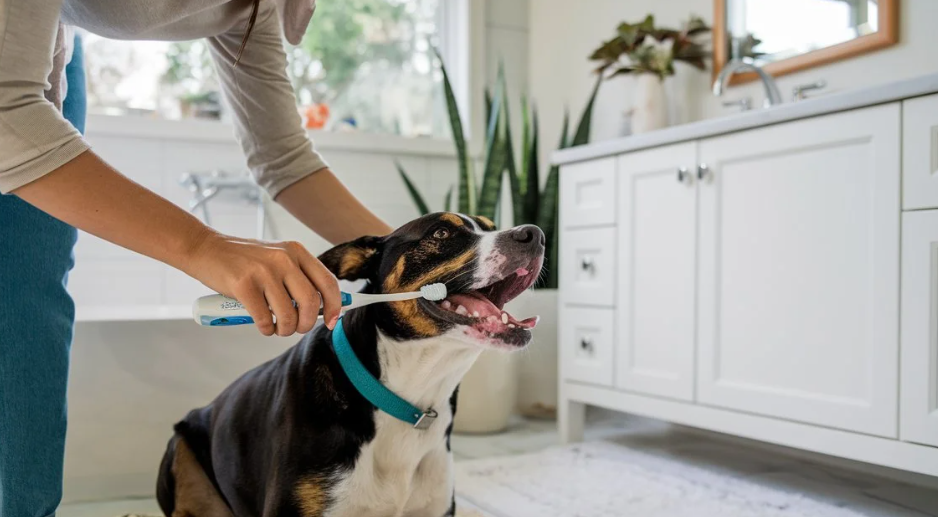 9 Tips To Freshen Your Dog Breath