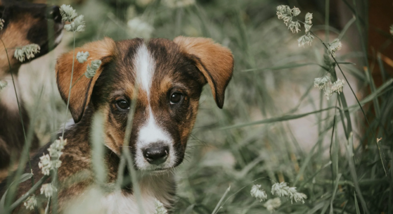 Signs Your Dog Might Be Secretly Unhappy