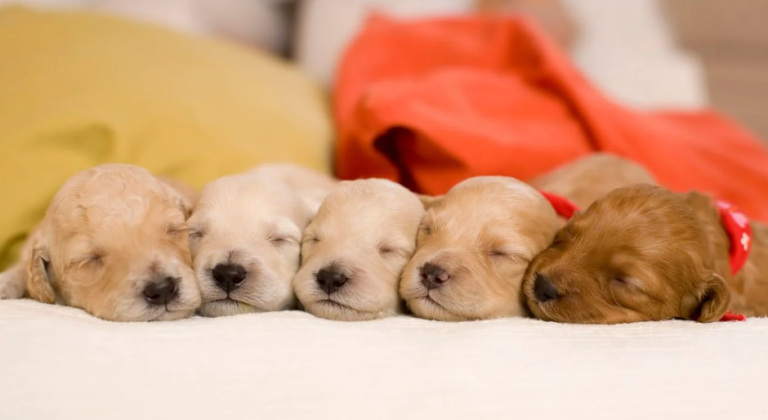 How to Stop Your Puppy from Whining: All You Need To Know