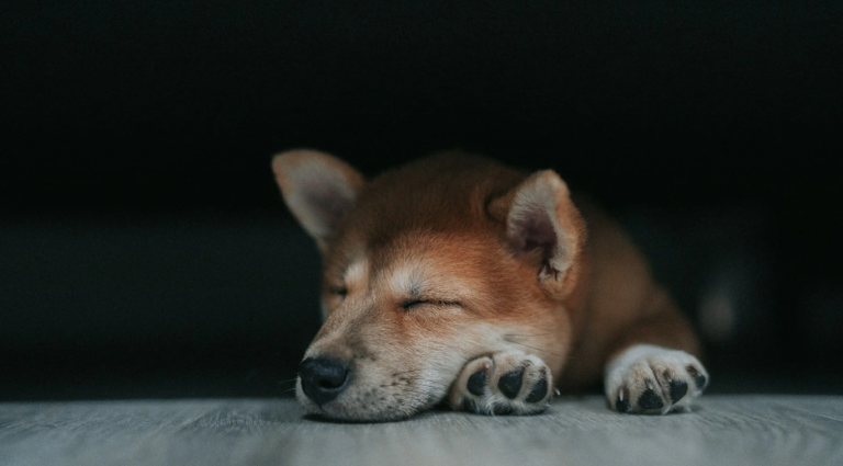 How to Make Your Dog Sleep Through the Night