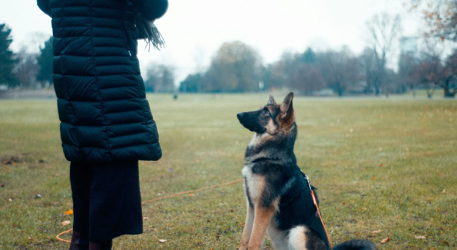 14-Day Dog Training Plan for Beginners