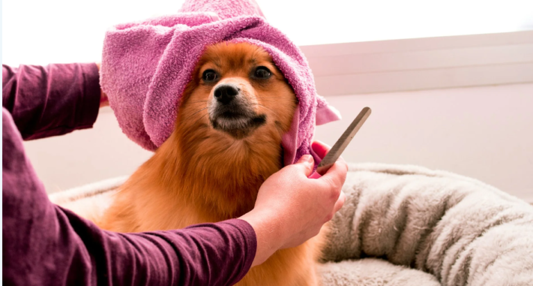 DIY Dog Bath Soap (That Won’t Make Your Pup Smell Like a Cleaning Aisle)