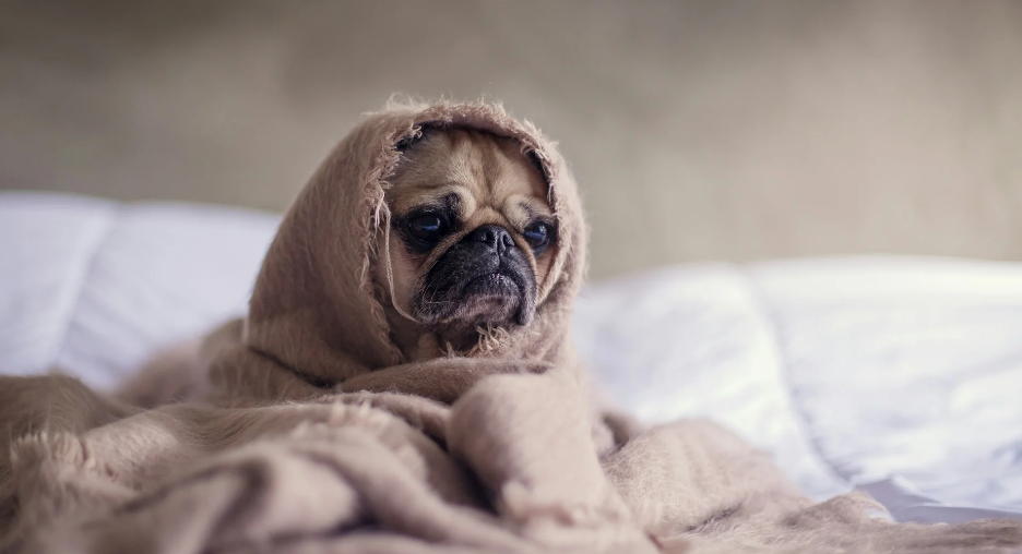 5 Natural Remedies for Dog Anxiety: Calm Your Pup the Safe Way