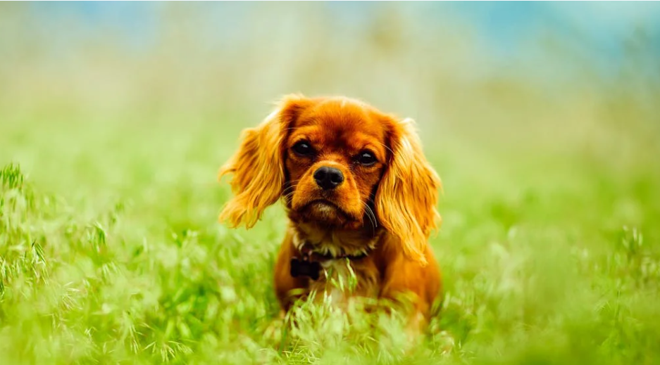 Puppy Health 101: What Every Puppy Parent Needs to Know