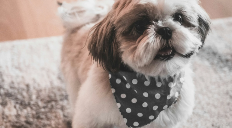 7 Puppy Proofing Tips For New Dog Owners