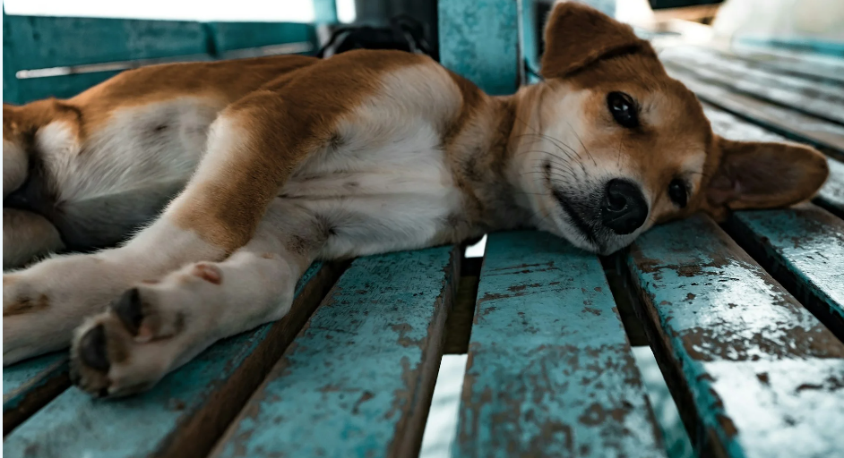 Hacks to Stop Your Puppy from Nipping