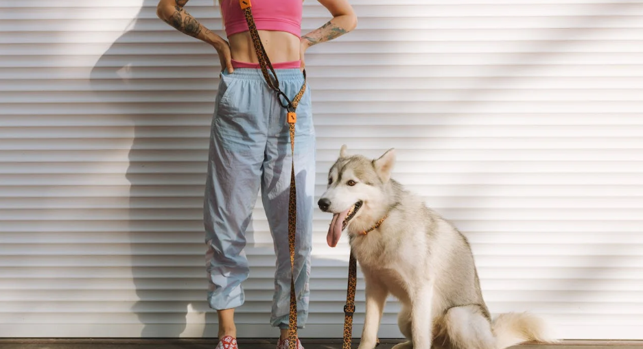 8 Must-Know Tips for Owners of Large Dogs