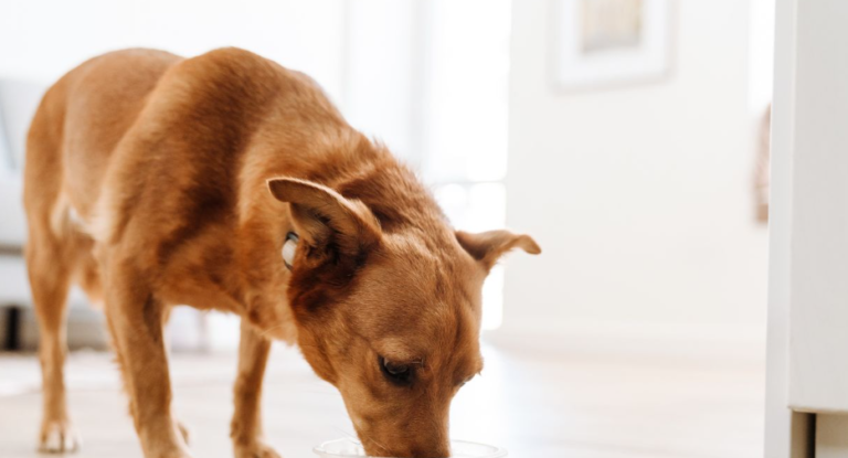 Can Dogs Drink Milk?