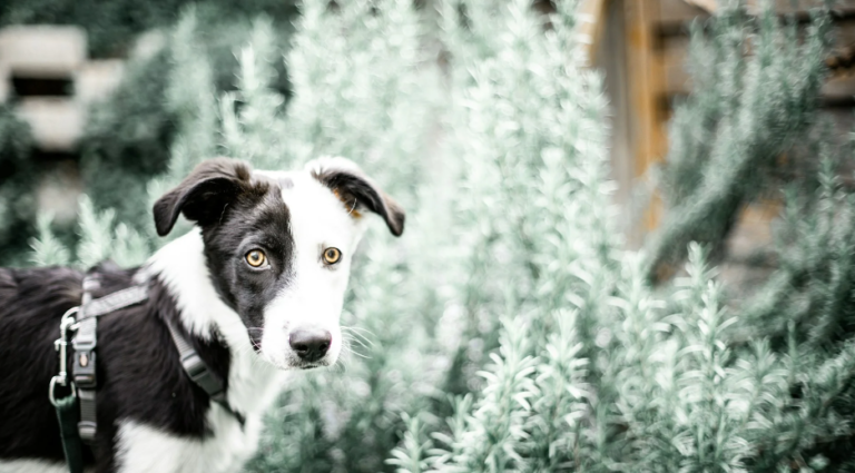 How to Train a 1-Year-Old Dog