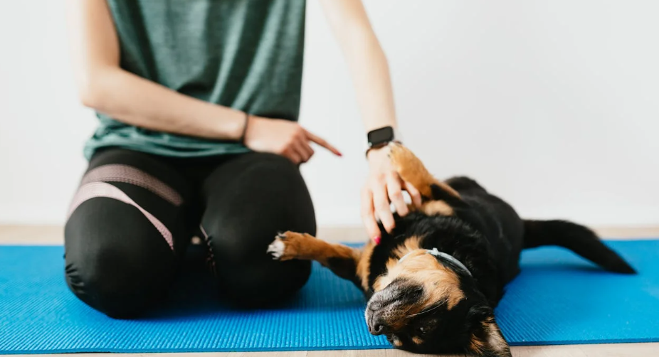 Basic Dog Commands You Have to Try