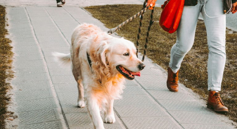 How To Choose The Right Dog Leash