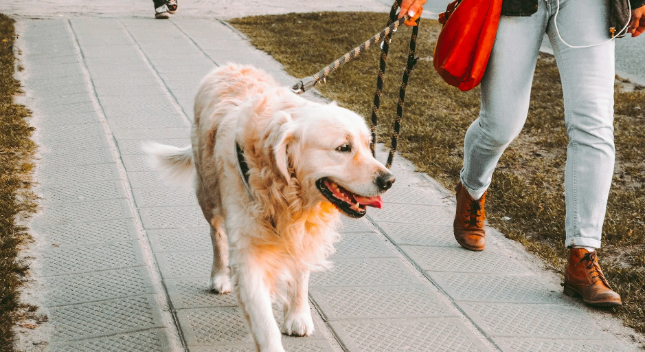 How To Choose The Right Dog Leash