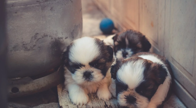 Beginner Guide to Puppy Socialization