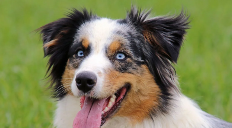 12 Essential Training Tips for Australian Shepherd Owners