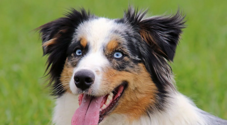 12 Essential Training Tips for Australian Shepherd Owners