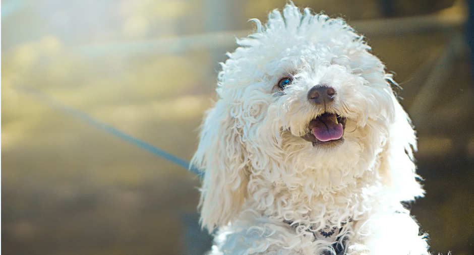 7 Tips to Train Your Puppy Not to Pull on a Leash