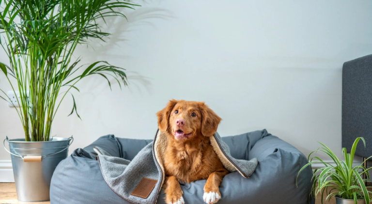 5 Steps to Teach Your Dog to Roll Over