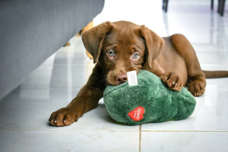 Is Your Puppy Overstimulated? Spot It and Stop It