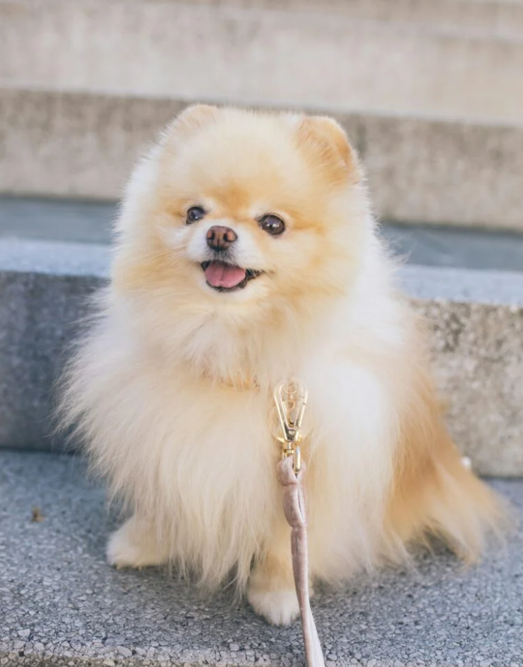 10 Cute Dog Bowls That Your Dog Will Love