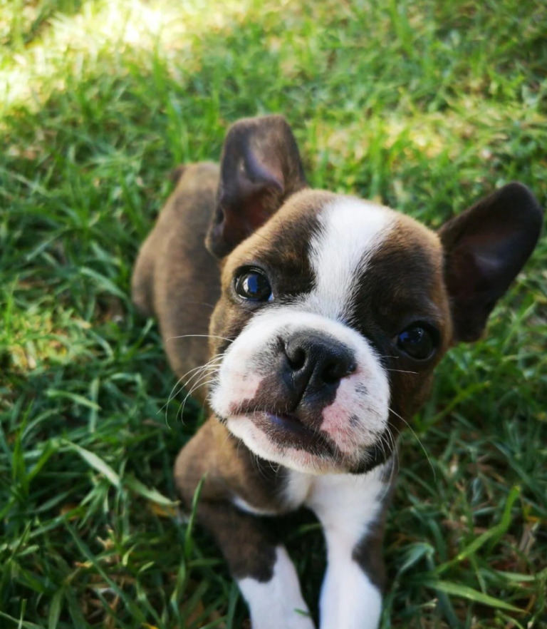 How to Stop Your Dog From Eating Poop (Without Losing Your Mind)