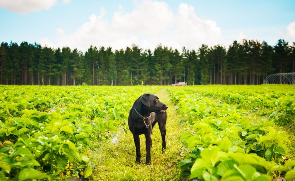 How many strawberries can I give my dog