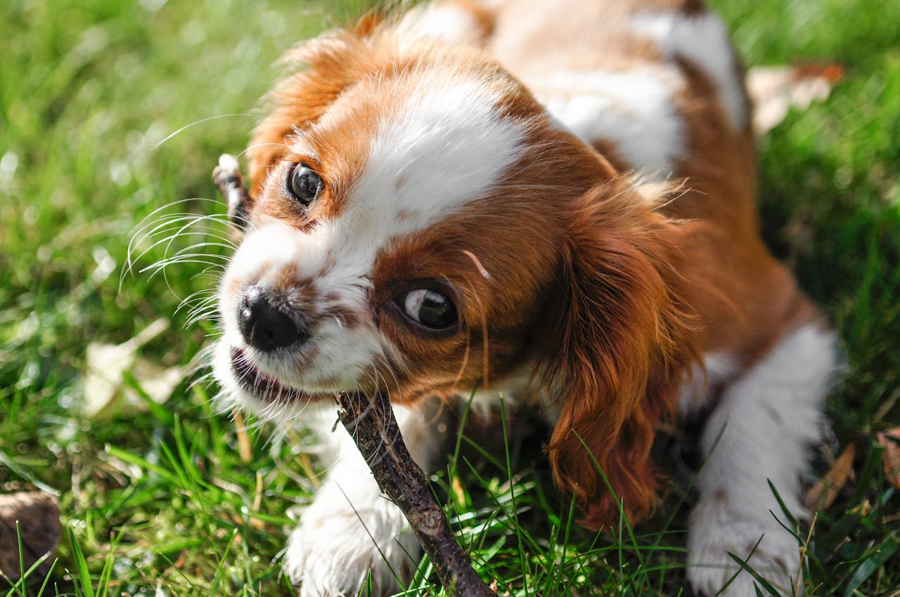 The Puppy Obedience Hack Guide