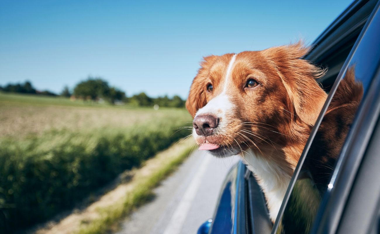 How to Travel with a Dog in the Car