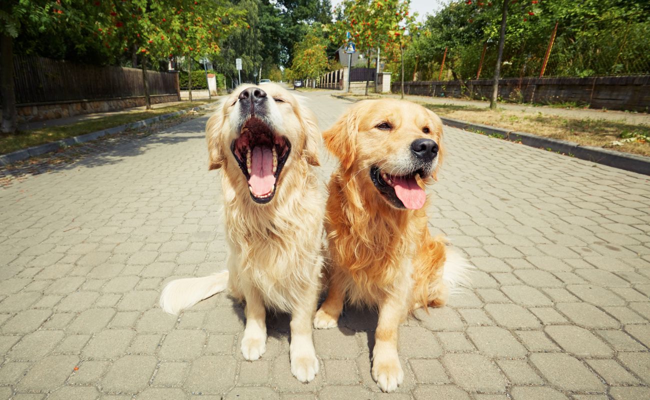 How To Introduce New Dog To Old Dog